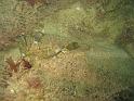 Targeur Zeugopterus punctatus